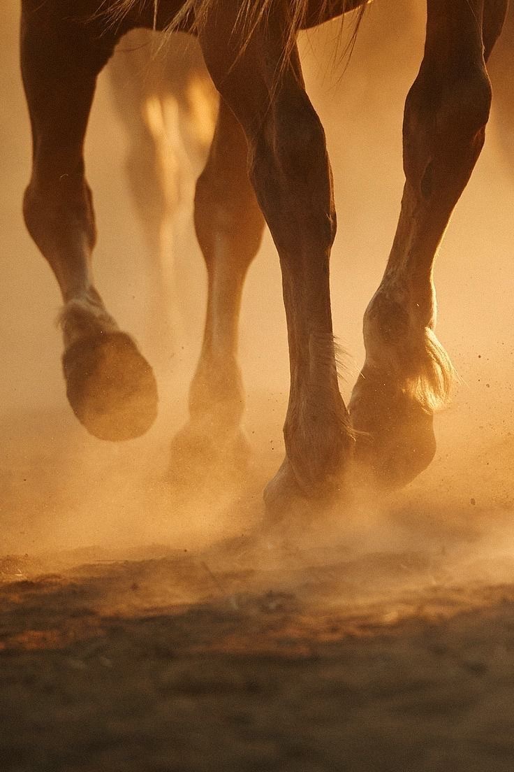 Cavalos galopando levantando poeira ao entardecer